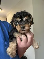 Michelangelo, a male Yorkipoo for sale in Rochester, NY – Photo 2 of 2