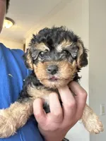 Michelangelo, a male Yorkipoo for sale in Rochester, NY – Photo 1 of 2