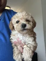 Donatello , a male Yorkipoo for sale in Rochester, NY – Photo 3 of 3