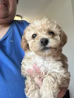 Donatello , a male Yorkipoo for sale in Rochester, NY – Photo 2 of 3