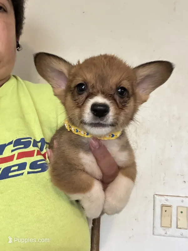 Yellow – Pembroke Welsh Corgi puppy for sale in Rochester, NY