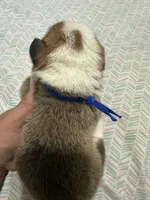 Iceman, a male Pembroke Welsh Corgi for sale in Rochester, NY – 2 of 2