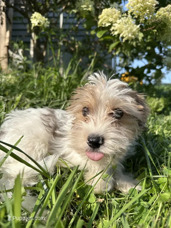 Jacob – Yorkshire Terrier puppy for sale in Rochester, NY
