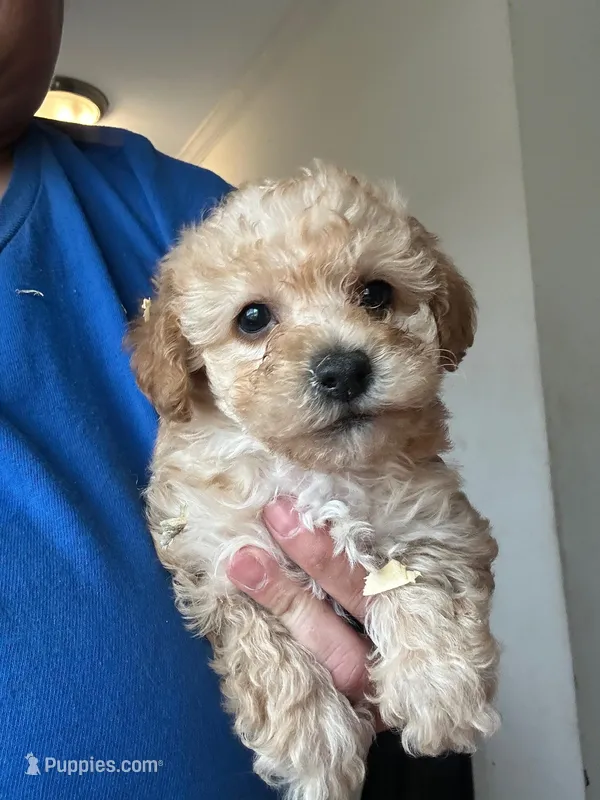 Donatello  – Yorkipoo puppy for sale in Rochester, NY