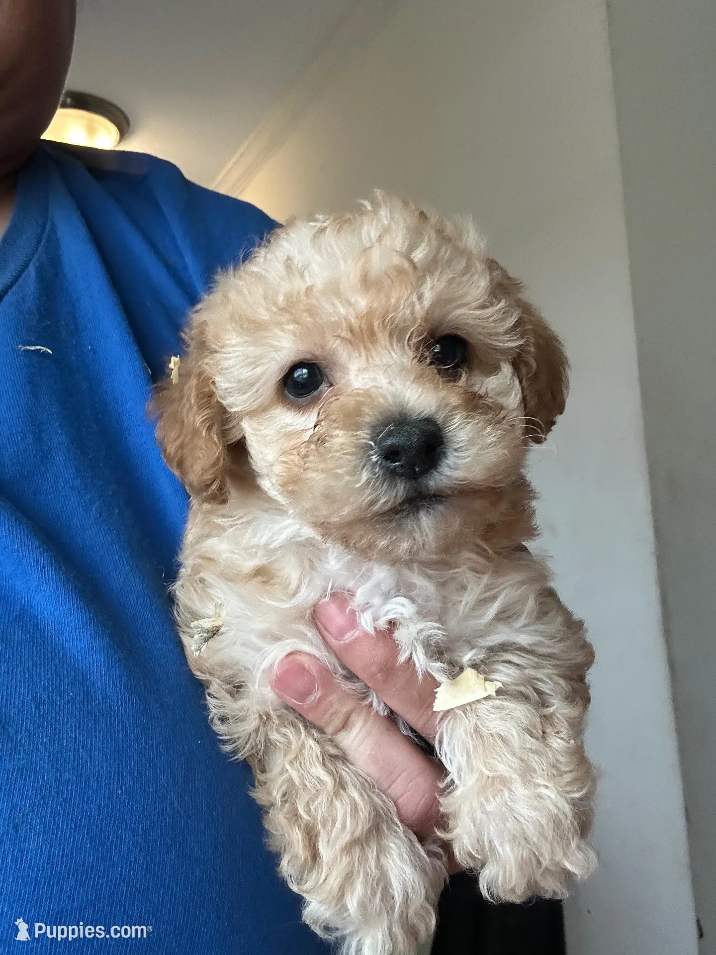 Donatello , a male Yorkipoo for sale in Rochester, NY – Photo 1 of 3