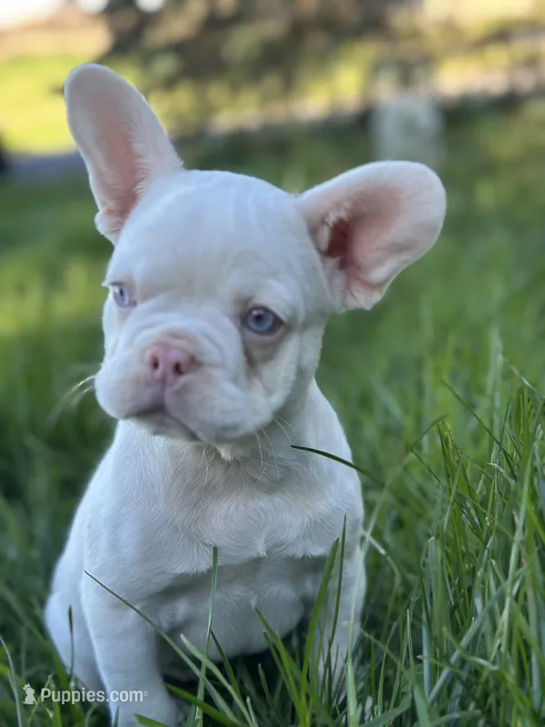 Pink Blanca , a female French Bulldog for sale in Rochester, NY – 1 of 3