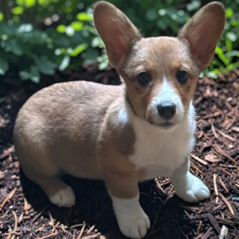 Purple – Pembroke Welsh Corgi puppy for sale in Rochester, NY