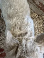 Jenny fluffy frenchie, a female French Bulldog for sale in Rochester, NY – Photo 3 of 3