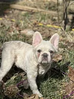 Jenny fluffy frenchie, a female French Bulldog for sale in Rochester, NY – Photo 1 of 3