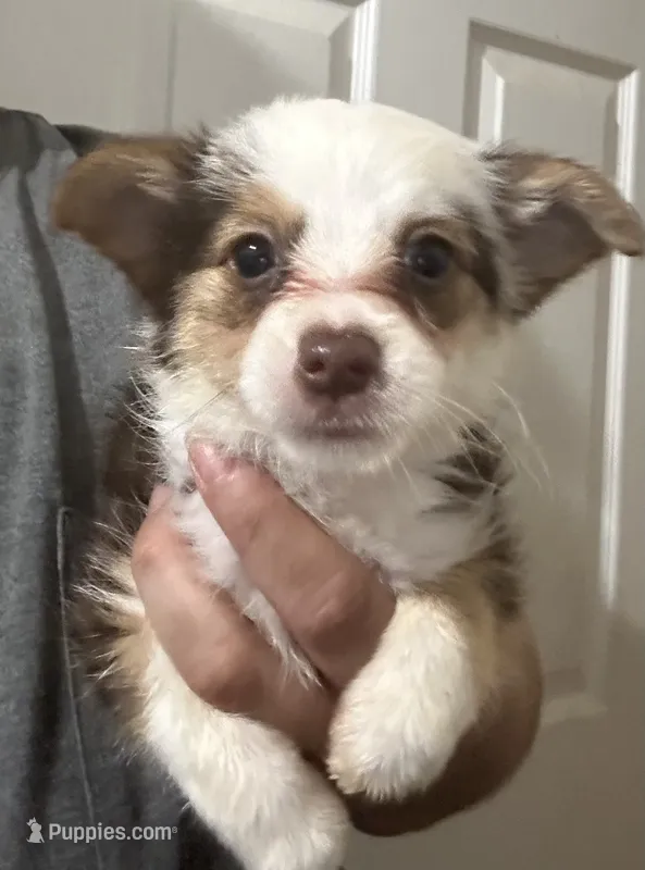 Harry – Pembroke Welsh Corgi, Yorkshire Terrier puppy for sale in Rochester, NY