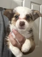 Harry, a male Pembroke Welsh Corgi and Yorkshire Terrier for sale in Rochester, NY – 1 of 3