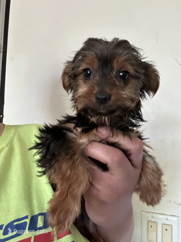 Athena – Yorkshire Terrier puppy for sale in Rochester, NY