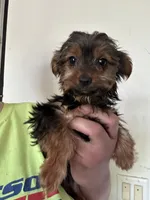 Athena, a female Yorkshire Terrier for sale in Rochester, NY – 1 of 3