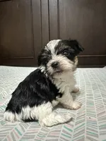 Gabby, a male Biewer for sale in Rochester, NY – 2 of 3