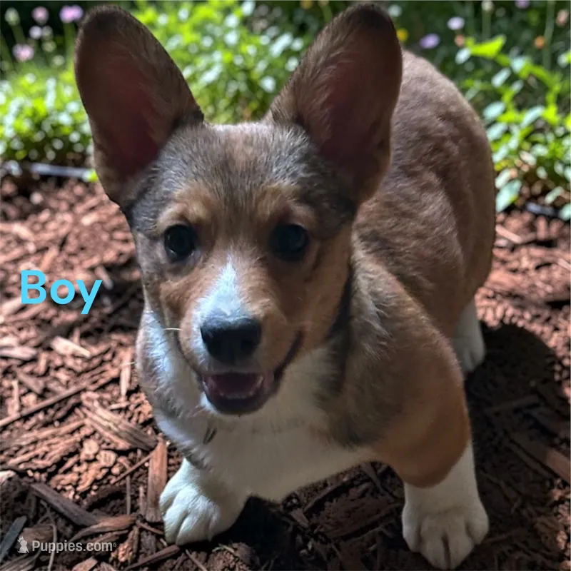 Black – Pembroke Welsh Corgi puppy for sale in Rochester, NY