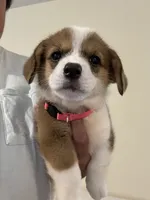 Josie, a female Pembroke Welsh Corgi for sale in Rochester, NY – 3 of 3