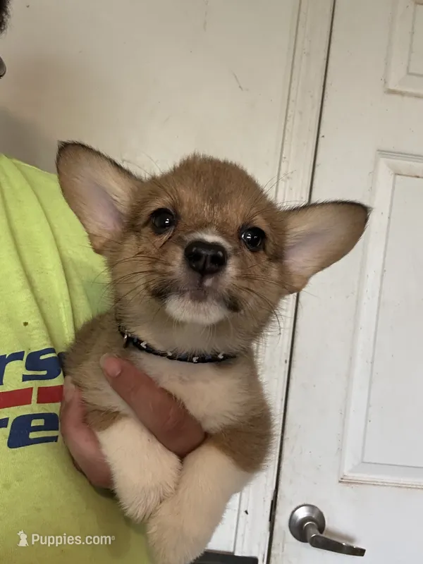 Black – Pembroke Welsh Corgi puppy for sale in Rochester, NY