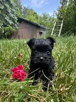 Jennifer, a female Yorkshire Terrier for sale in Rochester, NY – 2 of 2