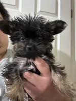 Micro Mike, a male Yorkshire Terrier for sale in Rochester, NY – 1 of 6