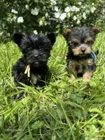 Blue, a male Yorkipoo for sale in Rochester, NY – 2 of 3