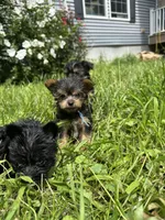 Blue, a male Yorkipoo for sale in Rochester, NY – 3 of 3
