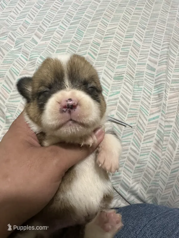 Goose – Pembroke Welsh Corgi puppy for sale in Rochester, NY