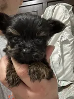 Micro Mike, a male Yorkshire Terrier for sale in Rochester, NY – 2 of 4