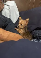 Jesus the TINY, a male Pembroke Welsh Corgi and Yorkshire Terrier for sale in Rochester, NY – 2 of 6