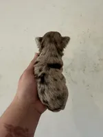 Brittany will be TINY, a female Pembroke Welsh Corgi and Yorkshire Terrier for sale in Rochester, NY – Photo 2 of 2