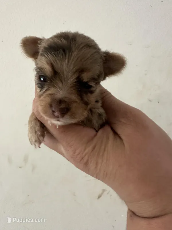 Brittany will be TINY