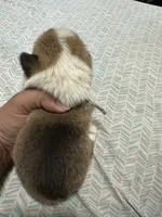 Goose, a male Pembroke Welsh Corgi for sale in Rochester, NY – 2 of 2