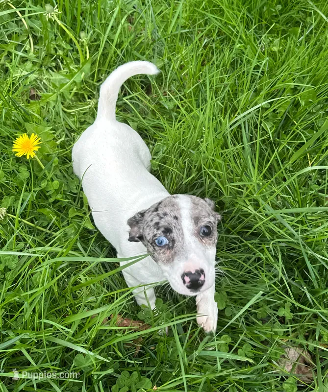 Layla – Jack Russell Terrier puppy for sale in Rochester, NY