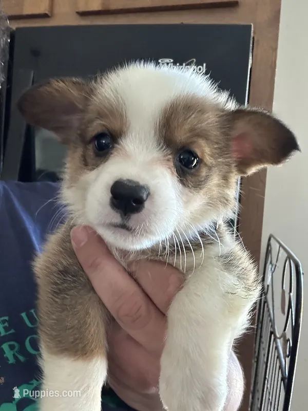 Carole – Pembroke Welsh Corgi puppy for sale in Rochester, NY