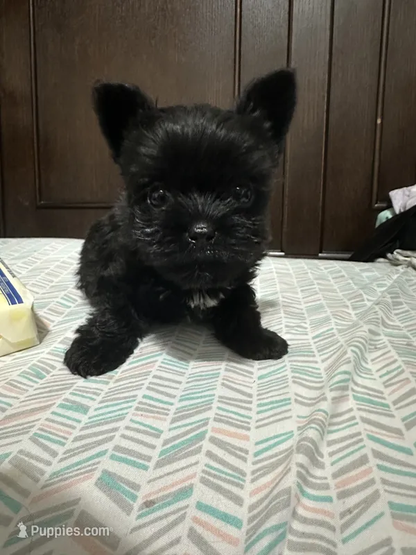 Jackie the micro – Yorkshire Terrier puppy for sale in Rochester, NY