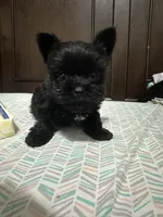 Jackie the micro, a female Yorkshire Terrier for sale in Rochester, NY – 1 of 1