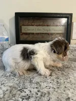 Jacob, a male Yorkshire Terrier for sale in Rochester, NY – 2 of 3
