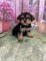 Yellow, a female Yorkipoo for sale in Rochester, NY – Photo 2 of 2