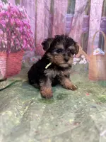 Yellow, a female Yorkipoo for sale in Rochester, NY – Photo 1 of 2