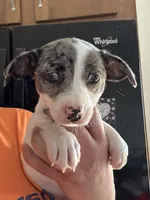 Layla, a female Jack Russell Terrier for sale in Rochester, NY – Photo 1 of 3