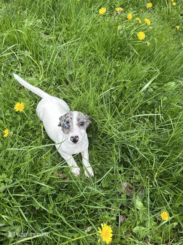 Layla – Jack Russell Terrier puppy for sale in Rochester, NY