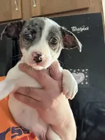 Layla, a female Jack Russell Terrier for sale in Rochester, NY – Photo 2 of 3