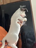 Layla, a female Jack Russell Terrier for sale in Rochester, NY – Photo 3 of 3