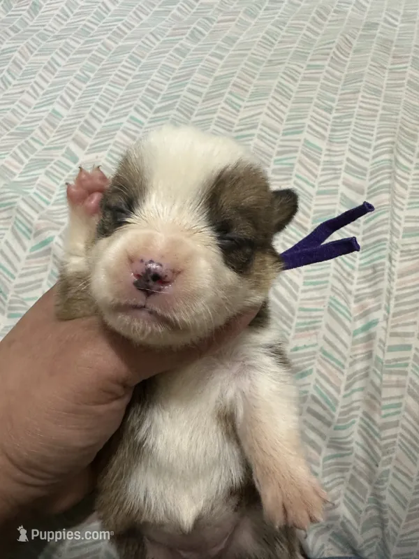Carole – Pembroke Welsh Corgi puppy for sale in Rochester, NY