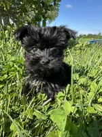 Teacup girl, a female Yorkipoo for sale in Rochester, NY – 3 of 3
