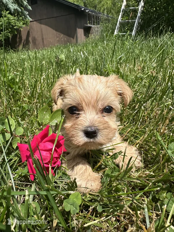Jack – Yorkshire Terrier puppy for sale in Rochester, NY