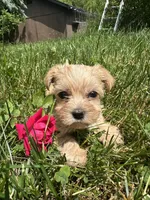 Jack, a male Yorkshire Terrier for sale in Rochester, NY – 1 of 1