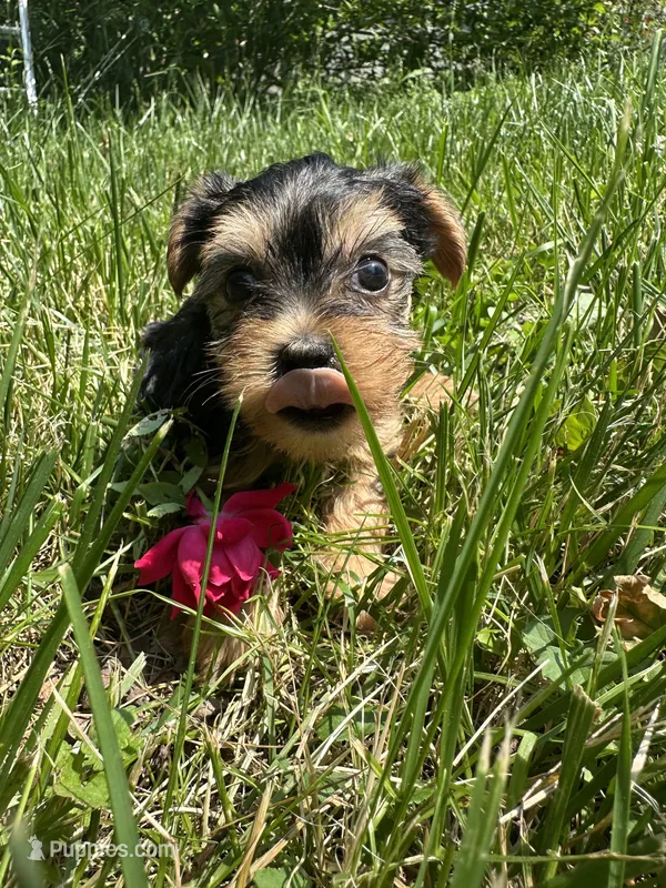 Jenny – Yorkshire Terrier puppy for sale in Rochester, NY