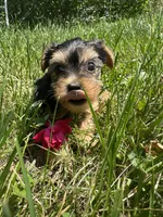 Jenny, a female Yorkshire Terrier for sale in Rochester, NY – 1 of 3