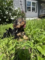 Green, a male Yorkipoo for sale in Rochester, NY – 4 of 4