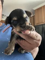 Pink, a female Yorkipoo for sale in Rochester, NY – Photo 3 of 3